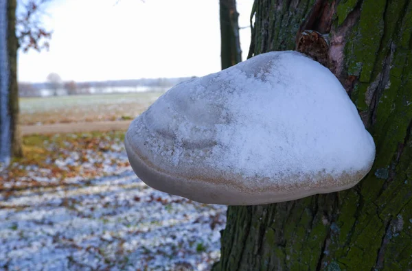 Mushroom Parasite Trunk Dead Tree Park Bottom View Tree Trunk — Stock Photo, Image