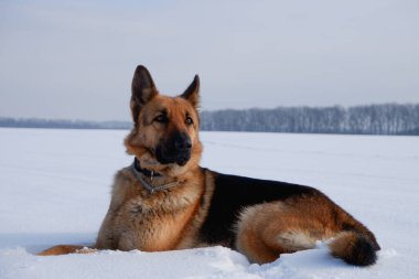 Köpeğin kış portresi. Alman çoban köpeği karda yatıyor. Kışın hayvanla yürümek..