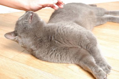 Tembel bir kedi sıcak bir zeminde yatıyor. Gri İngiliz kedisi şöminenin yanında dinleniyor. Şirin gri İngiliz kısa hava kedisi iç kısımda yatıyor..