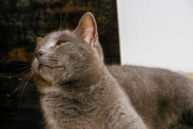 Tembel bir kedi sıcak bir zeminde yatıyor. Gri İngiliz kedisi şöminenin yanında dinleniyor. Şirin gri İngiliz kısa hava kedisi iç kısımda yatıyor..