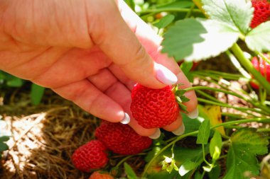Strawberry. A woman's hand picks a juicy ripe berry in the garden. Organic farming in the garden. Cropped Hand Of Woman Picking Strawberry