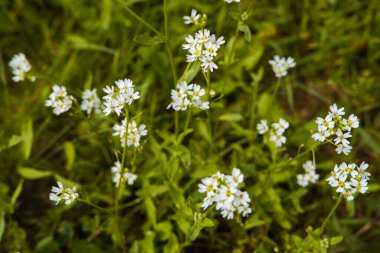 Baharda çiçek açan beyaz çalılar. Taze beyaz çiçekler ve yeşil yapraklar..