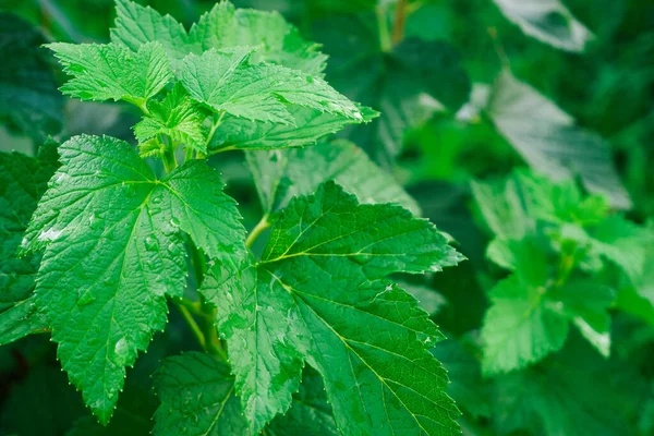 Juicy Bright Green Currant Leaves Spring Garden Young Tender Green — Stock fotografie