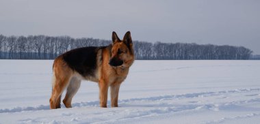Alman çobanı kışın karda kalır, köpeği gezdirir.