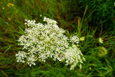 Baharda çiçek açan beyaz çalılar. Taze beyaz çiçekler ve yeşil yapraklar..
