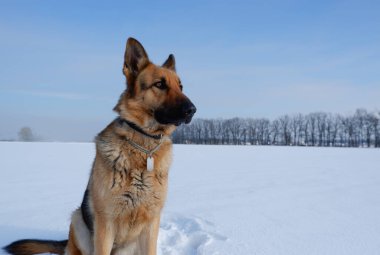 Karda oturan Alman çoban köpeği. Kışın hayvanla yürümek..