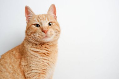 Kızıl bir kedinin portresi. Beyaz bir duvarın arkasında tatmin olmuş bir kedi. Yakın plan portre
