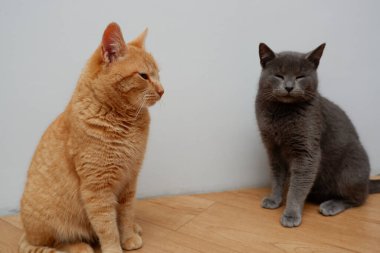 Parlak kırmızı ve gri İngiliz kediler evin sıcak zemininde dinleniyorlar. İki kedi portresi.