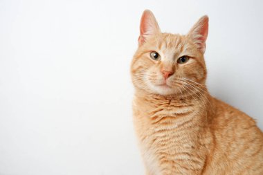 Kızıl bir kedinin portresi. Beyaz bir duvarın arkasında tatmin olmuş bir kedi. Yakın plan portre