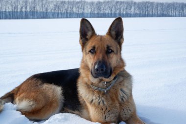 Alman kurdu beyaz karın üzerinde yatıyor. Dinlenmiş bir köpeğin portresi.