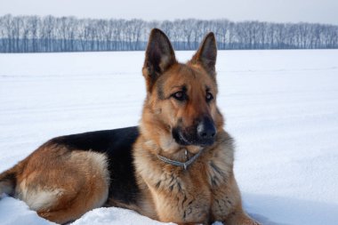 Alman kurdu beyaz karın üzerinde yatıyor. Dinlenmiş bir köpeğin portresi.