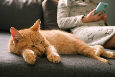 Samimi, tembel zaman kavramı. Kız kedisiyle kanepede yatıyor. Sıcak bornozlu kadın kanepede akıllı telefon kullanıyor, sevimli kırmızı bir kedi..