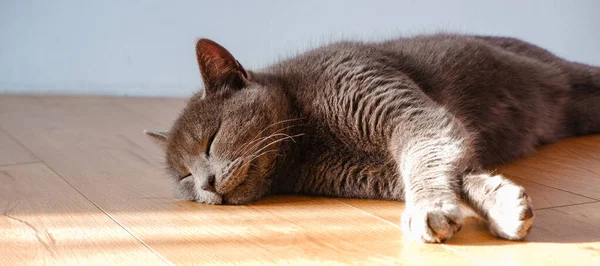 Домашняя Британская Кошка Отдыхает Окна Паркетном Полу Дождем Низкого Зимнего — стоковое фото