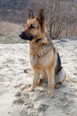 Kumda oturan bir Alman çoban köpeği portresi. Evcil bir bekçi köpeğiyle yürüyorum..