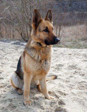 Kumda oturan bir Alman çoban köpeği portresi. Evcil bir bekçi köpeğiyle yürüyorum..