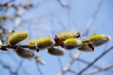 Bahar teması. Arılar ilk polenleri baharın başlarında açan sarmaşıklardan toplarlar. Bal arısı söğütten polenleri toplar..