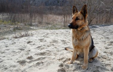 Kumda oturan bir Alman çoban köpeği portresi. Evcil bir bekçi köpeğiyle yürüyorum..