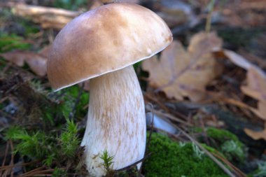 Mantar Kralı Boletus Pinophilus sonbaharda ormanda mantar mantarları