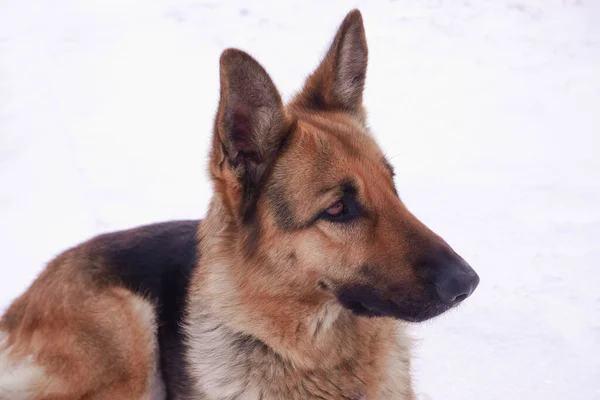 Karda Yatan Bir Alman Çoban Köpeği Portresi Alman Çoban Köpeği — Stok fotoğraf