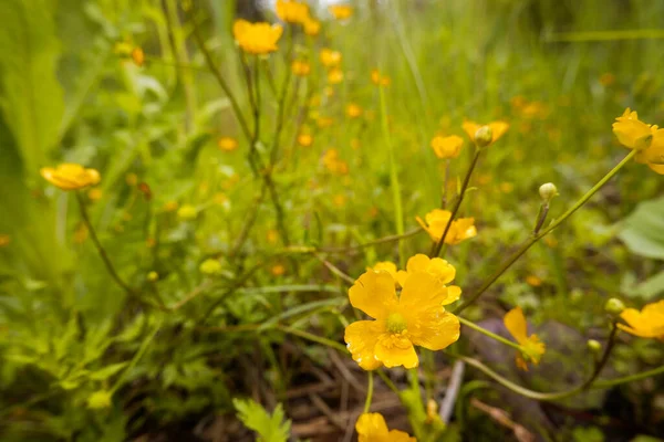 Küçük sarı yaban çiçeği. İlk bahar çiçekleri yakın plan. Doğanın arka planı.