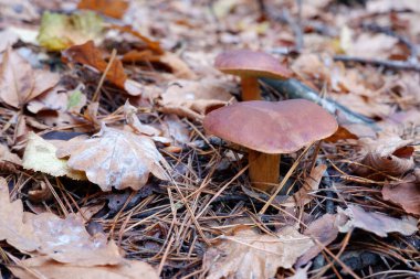 Ormandaki mantarlar. Çam ormanında yenilebilir mantar. Yakın plan fotoğraf..