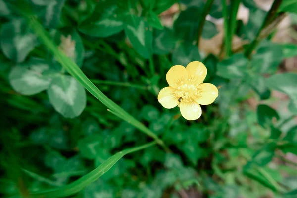 Μικρό Κίτρινο Αγριολούλουδο Πρώτα Ανοιξιάτικα Λουλούδια Κοντά Ιστορικό Της Φύσης — Φωτογραφία Αρχείου