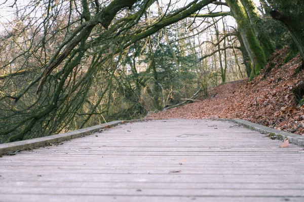 Landscape Wooden Hiking Path Beautiful Old Forest Early Spring Wooden — Foto de Stock