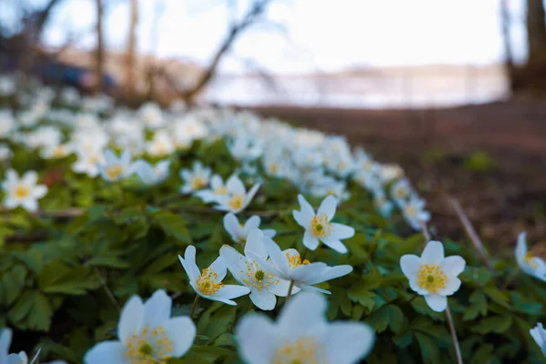 Wilde Waldblumen Frühling Schöne Weiße Blumen Blühen Park Früh Frühling — Stockfoto