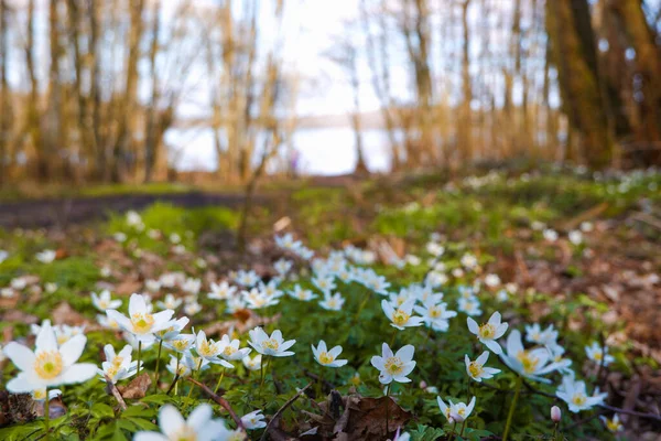 Wilde Waldblumen Frühling Schöne Weiße Blumen Blühen Park Früh Frühling — Stockfoto