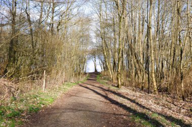 Bir kadın ormanda bir patika boyunca yürür. Arkadan bak. - Evet. Yürüyüş. Hareket, spor, sağlıklı yaşam tarzı.