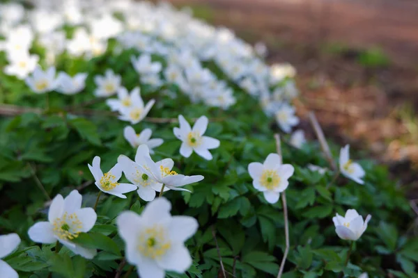 Wilde Waldblumen Frühling Schöne Weiße Blumen Blühen Park Früh Frühling — Stockfoto