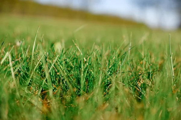 Green Lawn Low Angle Image Freshly Mowed Green Grass Field — Stock fotografie