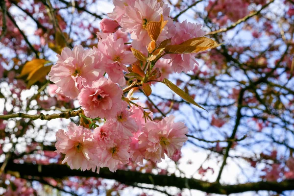 Çiçekli pembe manolya. Arka planda renkli gökyüzü olan manolya ağacı çiçeği. Çiçek açan ağaç, yumuşak bulanık arka planda mor çiçekler ve güneş ışığı.