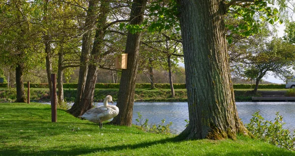 Yeşil bir parktaki gölün kıyısında bir kuğu tüylerini temizler. Avrupa manzarası.