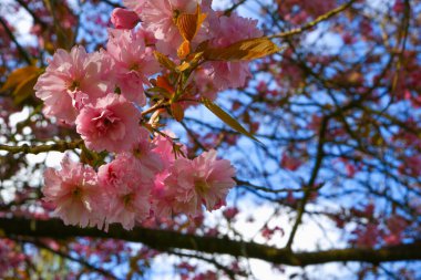 Çiçekli pembe manolya. Arka planda renkli gökyüzü olan manolya ağacı çiçeği. Çiçek açan ağaç, yumuşak bulanık arka planda mor çiçekler ve güneş ışığı.