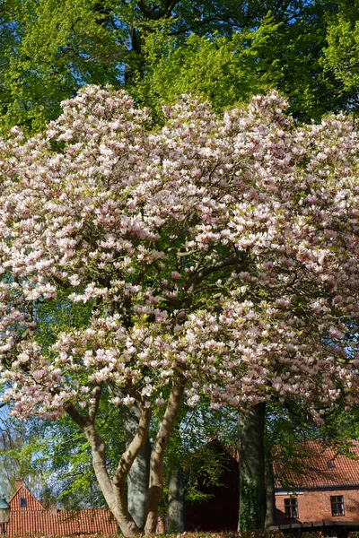 Blooming Magnolia Tree White Magnolia Flower Tree Blue Sky Spring — Stock Photo, Image