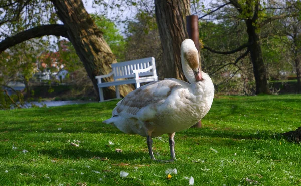 Cisne Limpa Suas Penas Margem Lago Parque Verde Paisagem Europeia — Fotografia de Stock