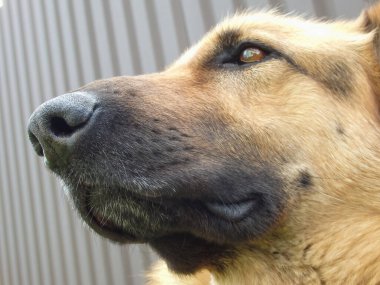 Yetişkin bir Alman çoban köpeğinin ağzı. Yakın plan. Komik deri burun. Siyah maskeli Alman çoban köpeği yaklaşıyor. Evcil hayvanlar..