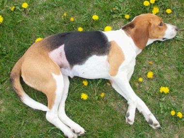 Kısırlaştırmadan sonra köpek. Ameliyattan sonra dikiş atın. Klinikten sonra Estonya tazısı rehabilitasyonda. Ameliyattan sonra köpek karnını iyileştiriyor. Köpek midesinde yara.