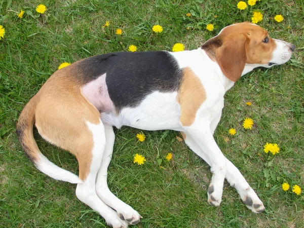 Kısırlaştırmadan sonra köpek. Ameliyattan sonra dikiş atın. Klinikten sonra Estonya tazısı rehabilitasyonda. Ameliyattan sonra köpek karnını iyileştiriyor. Köpek midesinde yara.