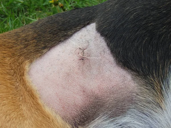 Kısırlaştırmadan sonra köpek. Ameliyattan sonra dikiş atın. Klinikten sonra Estonya tazısı rehabilitasyonda. Ameliyattan sonra köpek karnını iyileştiriyor. Köpek midesinde yara.