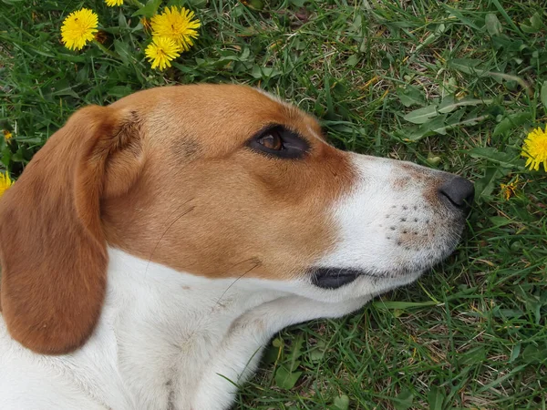 Genç bir köpek, çimlerin üzerinde yatan bir Estonya köpeği yetiştirir. Estonya av köpeği.