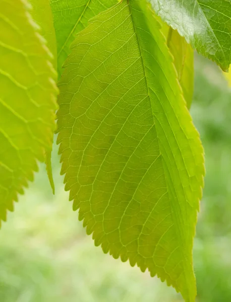 Yeşil sulu kiraz yaprakları yakın plan. Parlak arka planlar ve yeşil renkler. Canlı yeşil yaprak makrosu doğal arkaplanı kapatır.