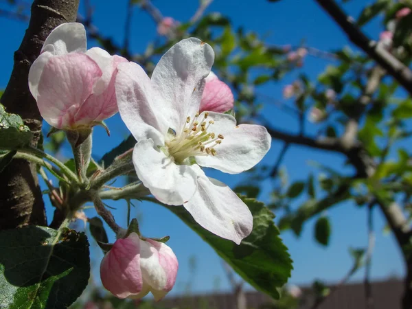 Çiçek açan elma ağacı. Makro manzaralı beyaz çiçekler. Bahar doğası manzarası. Yumuşak arkaplan. Elma ağaçları çiçek verir. Ağaçların baharı..