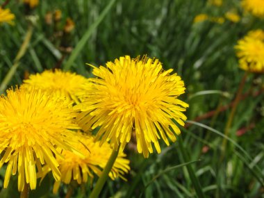 Yellow dandelion flower among green juicy grass. Spring wild flowers. The simple beauty of nature. Selective closeup shot of a yellow dandelion