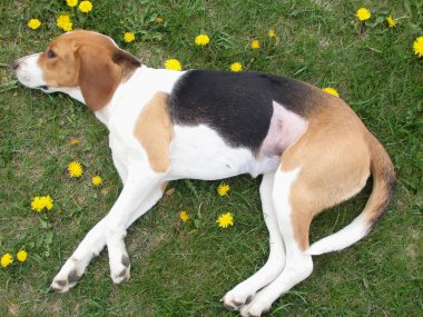 Kısırlaştırmadan sonra köpek. Ameliyattan sonra dikiş atın. Klinikten sonra Estonya tazısı rehabilitasyonda. Ameliyattan sonra köpek karnını iyileştiriyor. Köpek midesinde yara.