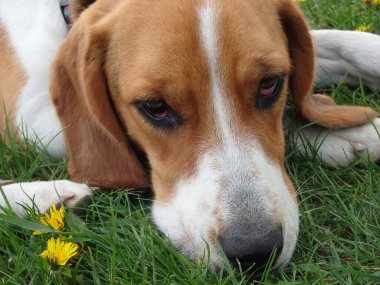 Genç bir köpek, çimlerin üzerinde yatan bir Estonya köpeği yetiştirir. Estonya av köpeği.