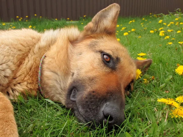 German Shepherd Lies Green Lawn Blooming Dandelions Pets Beautiful Dog — Foto de Stock