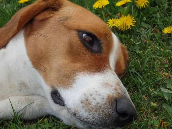 Młody Pies Hoduje Estońskiego Psa Łańcuchu Leżącym Trawie Ogar Estoński — Zdjęcie stockowe