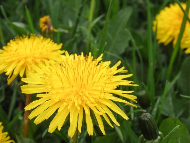 Yellow dandelion flower in green grass. Close-up. Spring Green. Spring mood. perfect for background, texture, macro photopraphy